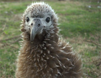 Albatross on Midway Atoll in plastic garbage.