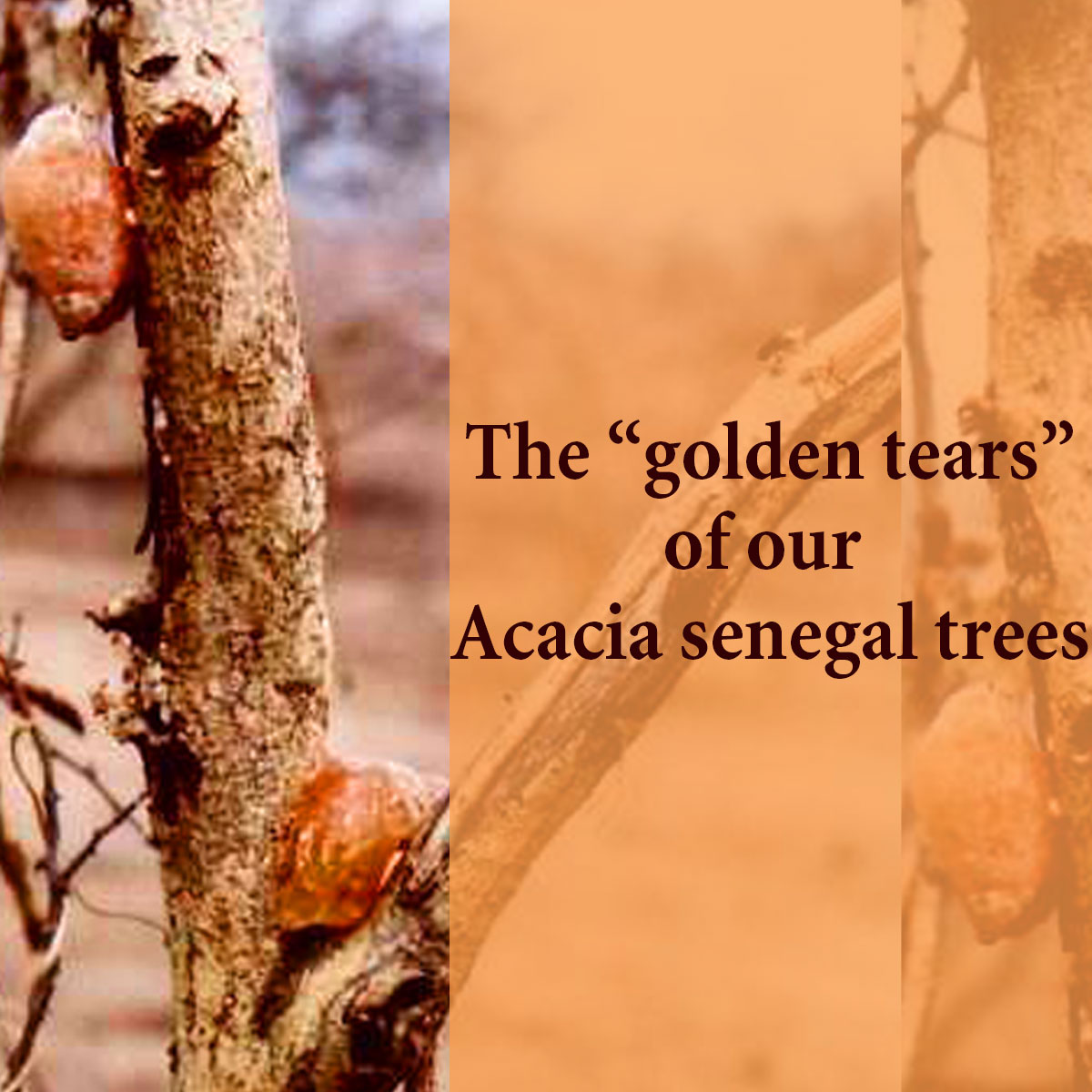 Acacia Senegal Tummy Fiber POUCH CASE