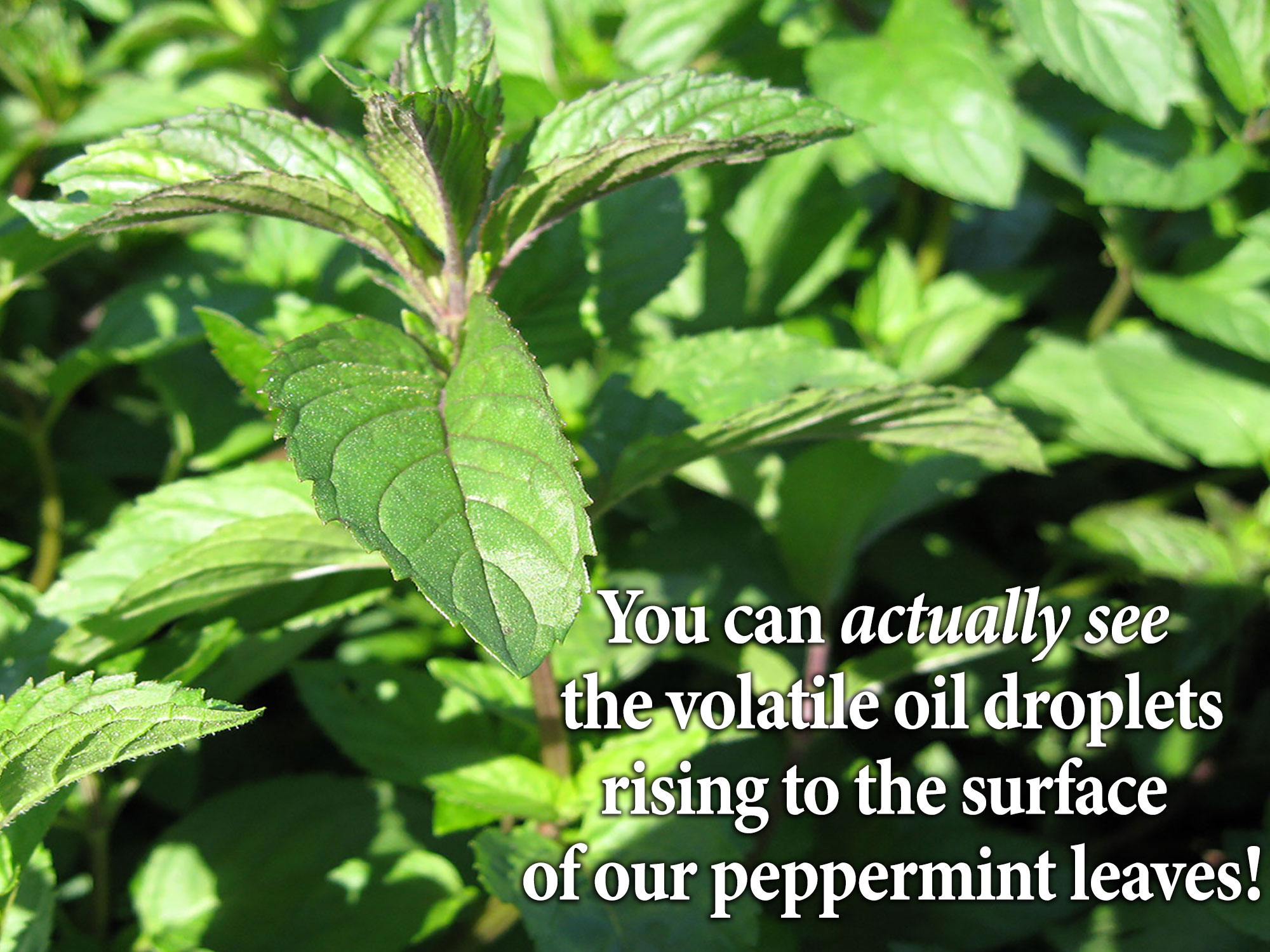 Peppermint Pouch Kit - Peppermint Tea Bags & Peppermint Caps