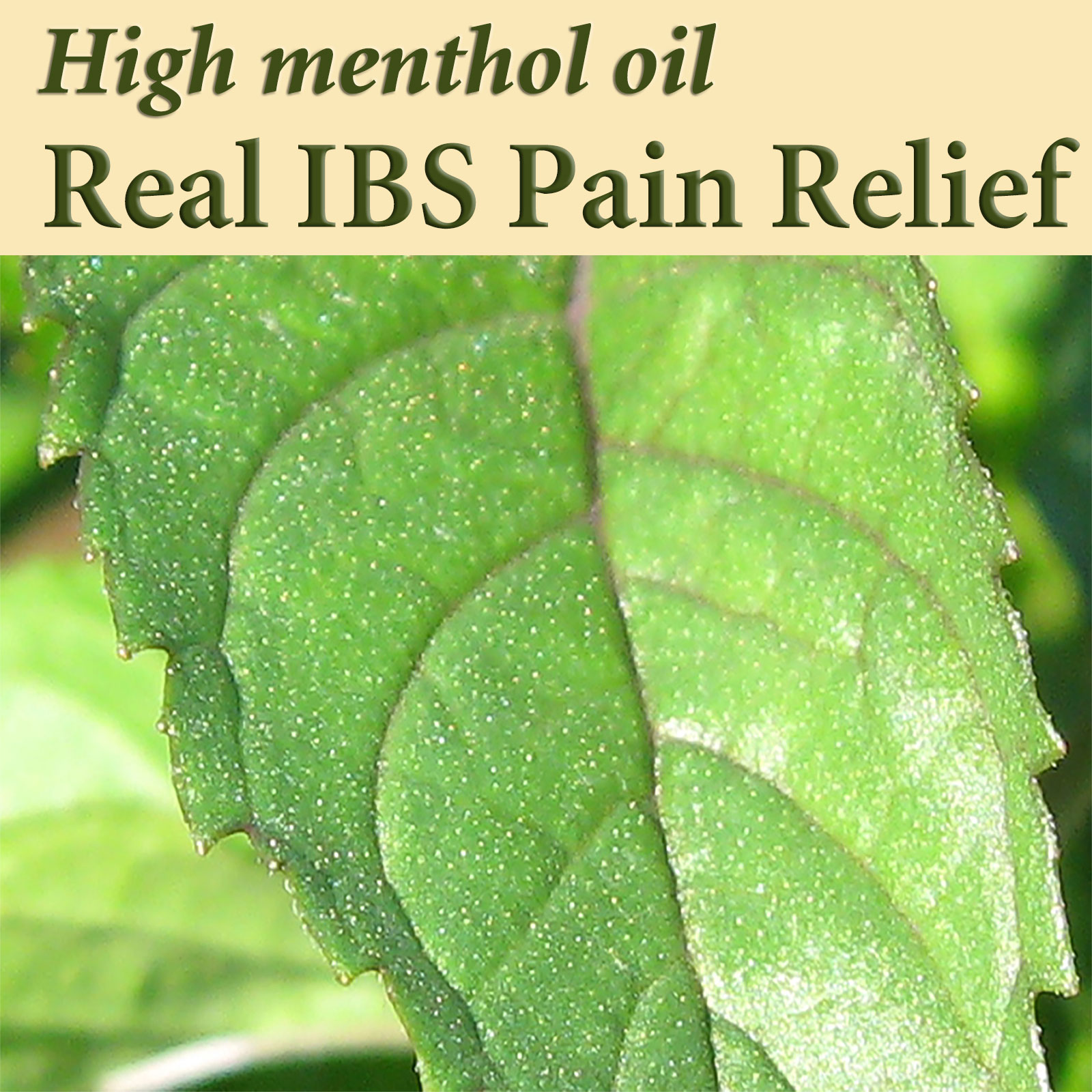 Heather's Tummy Tamers Enteric Peppermint Oil Capsules for IBS (1 bottle)
